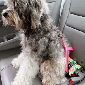 Meet your Posher, Pup